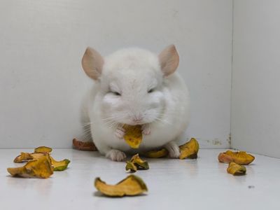 Хлопчик шикарного окрасу