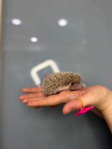 Ручні їжачки, маленькі карликові африканські їжаки