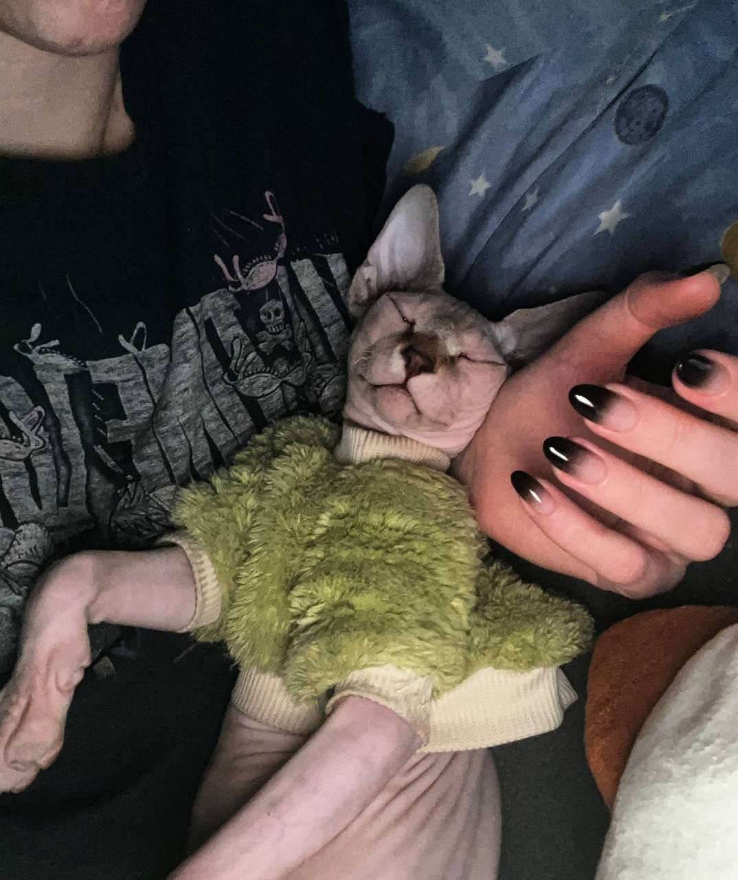 🐱 Очаровательный котенок сфинкс ищет любящую семью ❤️