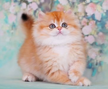 Девочка золотая шиншилла