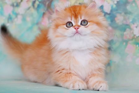 Девочка золотая шиншилла