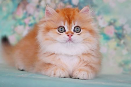 Девочка золотая шиншилла