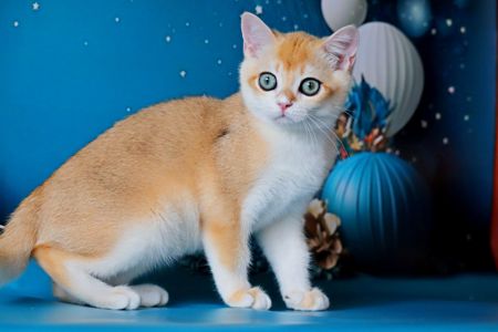 Мальчик золотая шиншилла