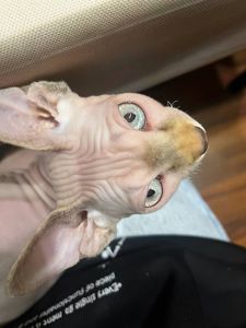 🐱 Очаровательный котенок сфинкс ищет любящую семью ❤️