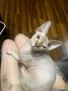 🐱 Очаровательный котенок сфинкс ищет любящую семью ❤️