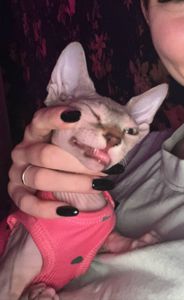 🐱 Очаровательный котенок сфинкс ищет любящую семью ❤️