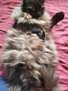 Кото Оберіг кошеня хлопчик вік два місяці