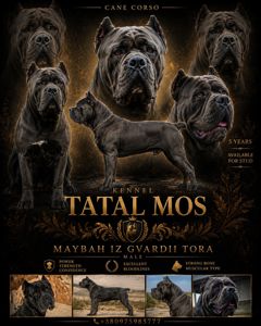 Питомник TATAL MOS в ожидании малышей