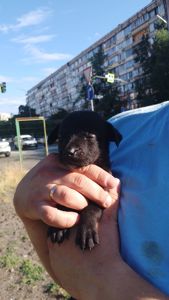 Цуценята чекають люблячу родину