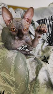 Чорний носик
