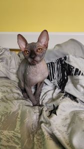 Чорний носик