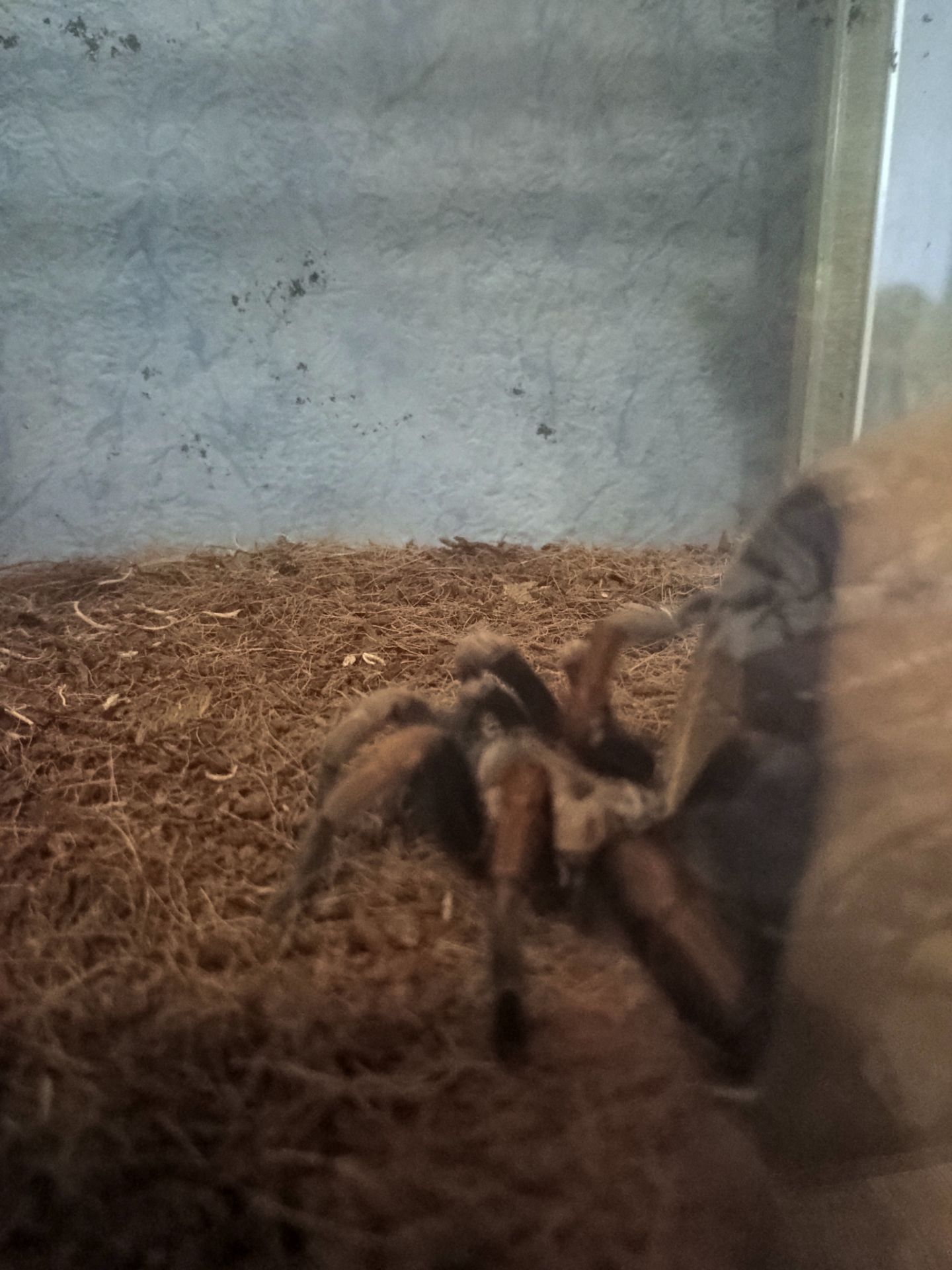 Продам паук птицеед вида (Afonopelma Bicoloratum)