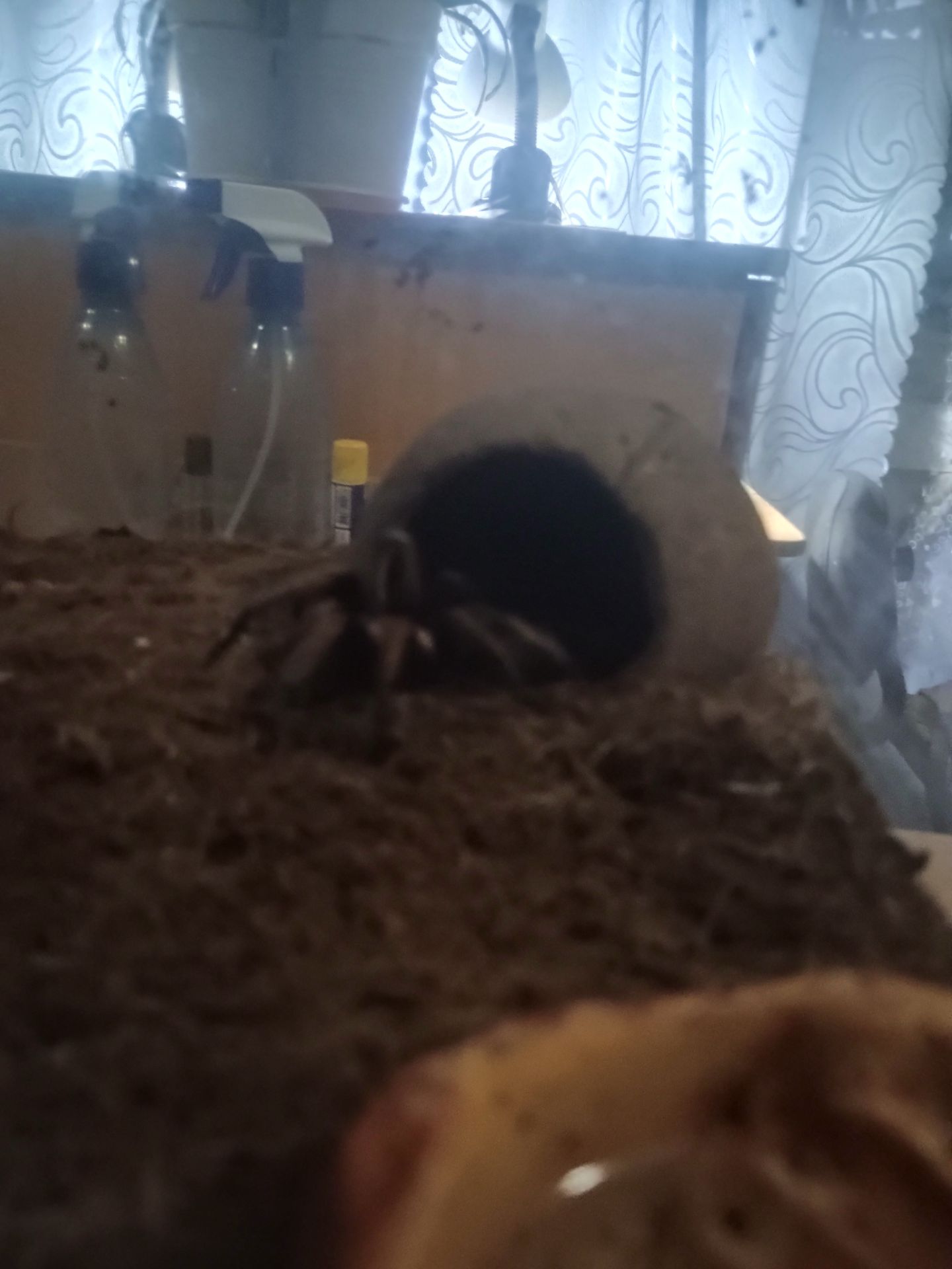 Продам паук птицеед вида (Afonopelma Bicoloratum)
