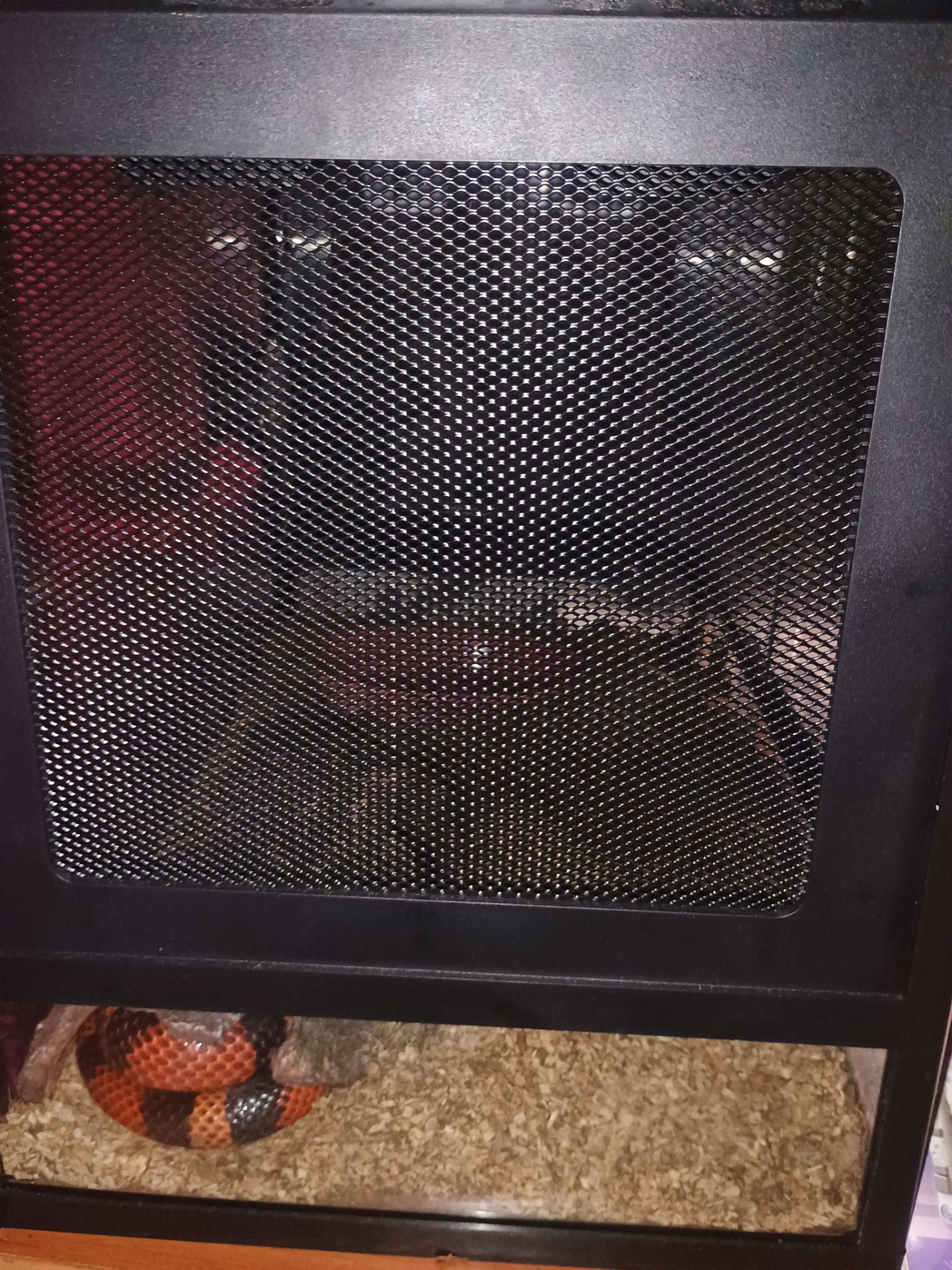 Продаётся молочная змея (Lampropeltis triangulum) — 1 год 7 месяцев, террариум в комплекте