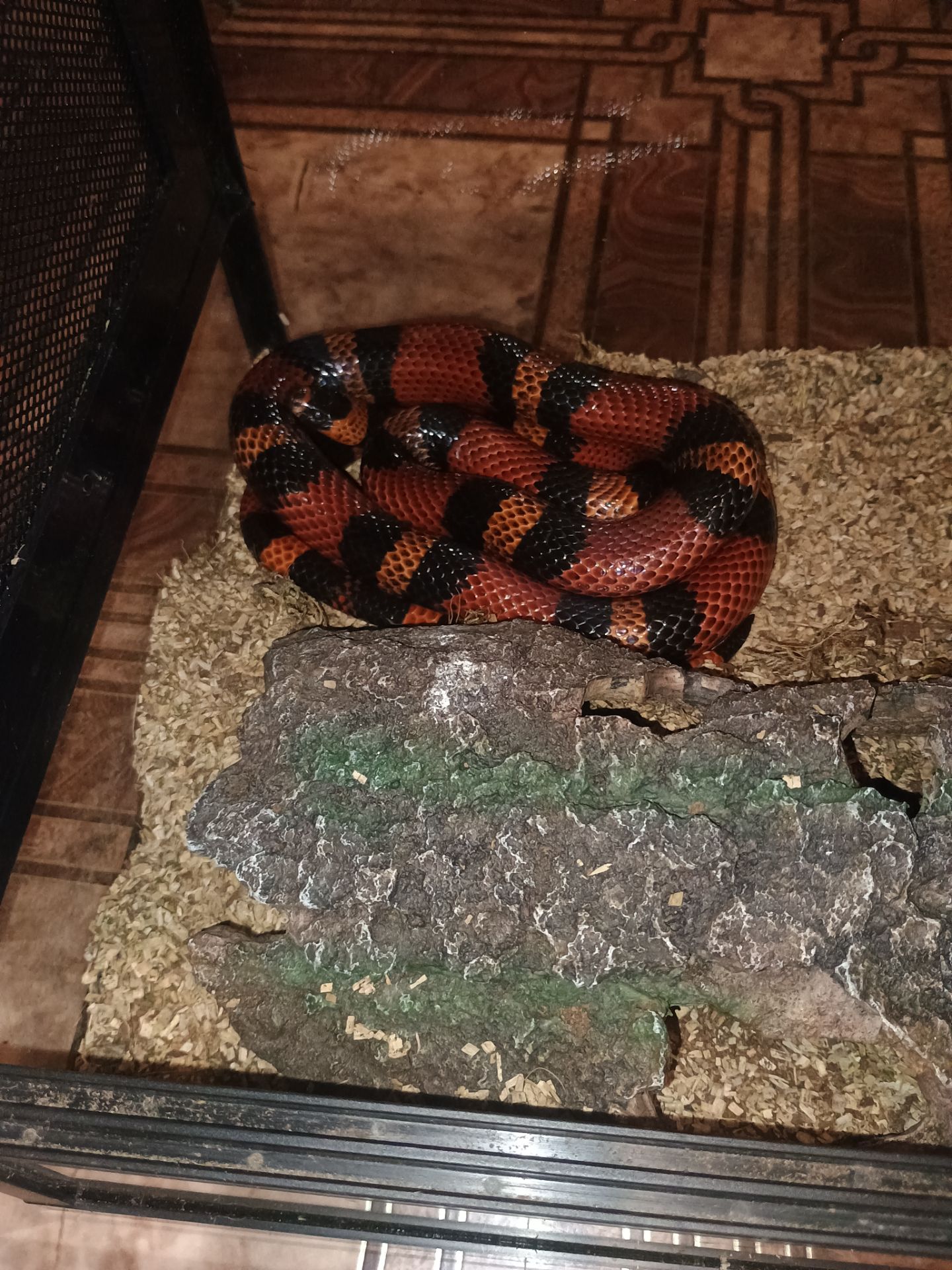 Продаётся молочная змея (Lampropeltis triangulum) — 1 год 7 месяцев, террариум в комплекте