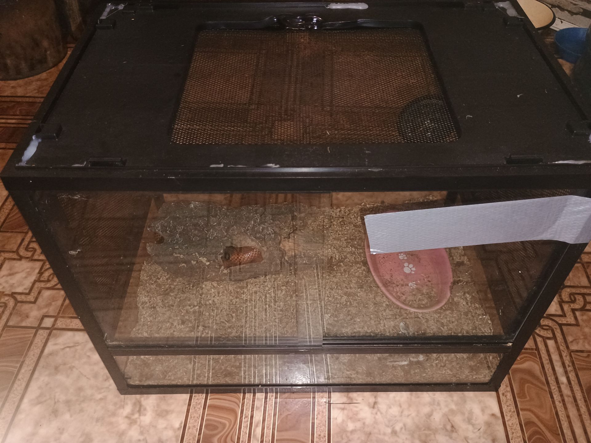 Продаётся молочная змея (Lampropeltis triangulum) — 1 год 7 месяцев, террариум в комплекте