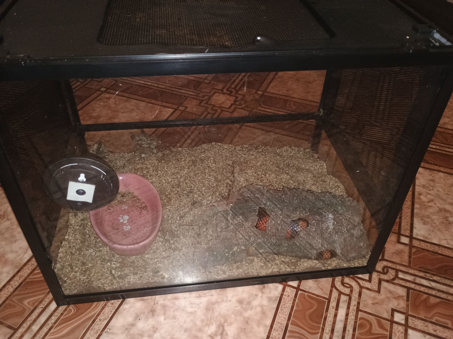 Продаётся молочная змея (Lampropeltis triangulum) — 1 год 7 месяцев, террариум в комплекте