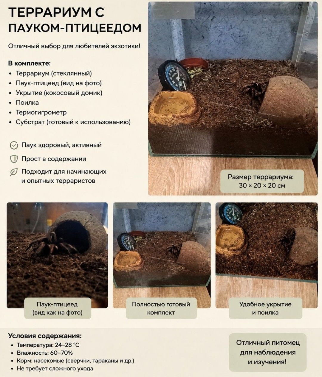 Продам паук птицеед вида (Afonopelma Bicoloratum)