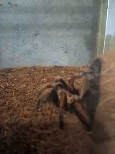 Продам паук птицеед вида (Afonopelma Bicoloratum)