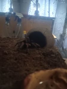 Продам паук птицеед вида (Afonopelma Bicoloratum)