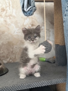 Дівчинка Бренді в пошуках родини!