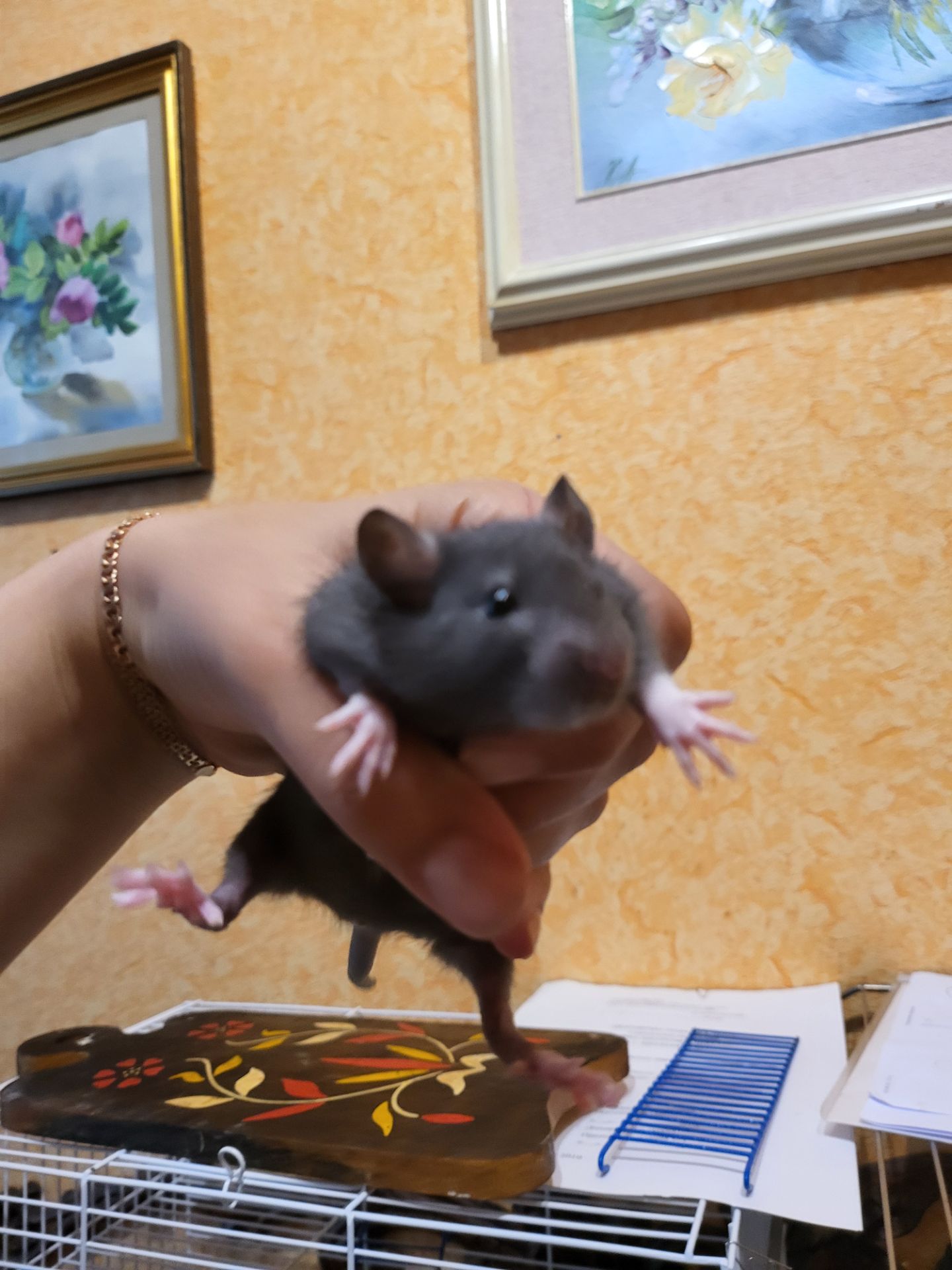 Щур