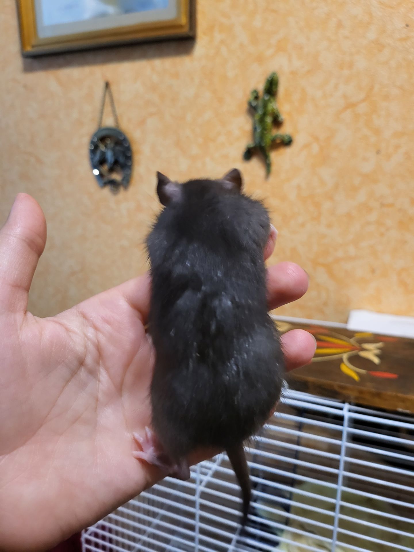 Щур