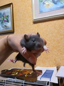 Щур