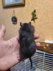Щур