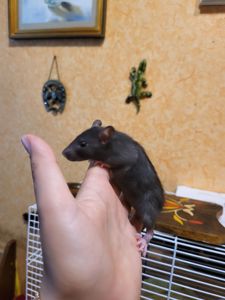 Щур