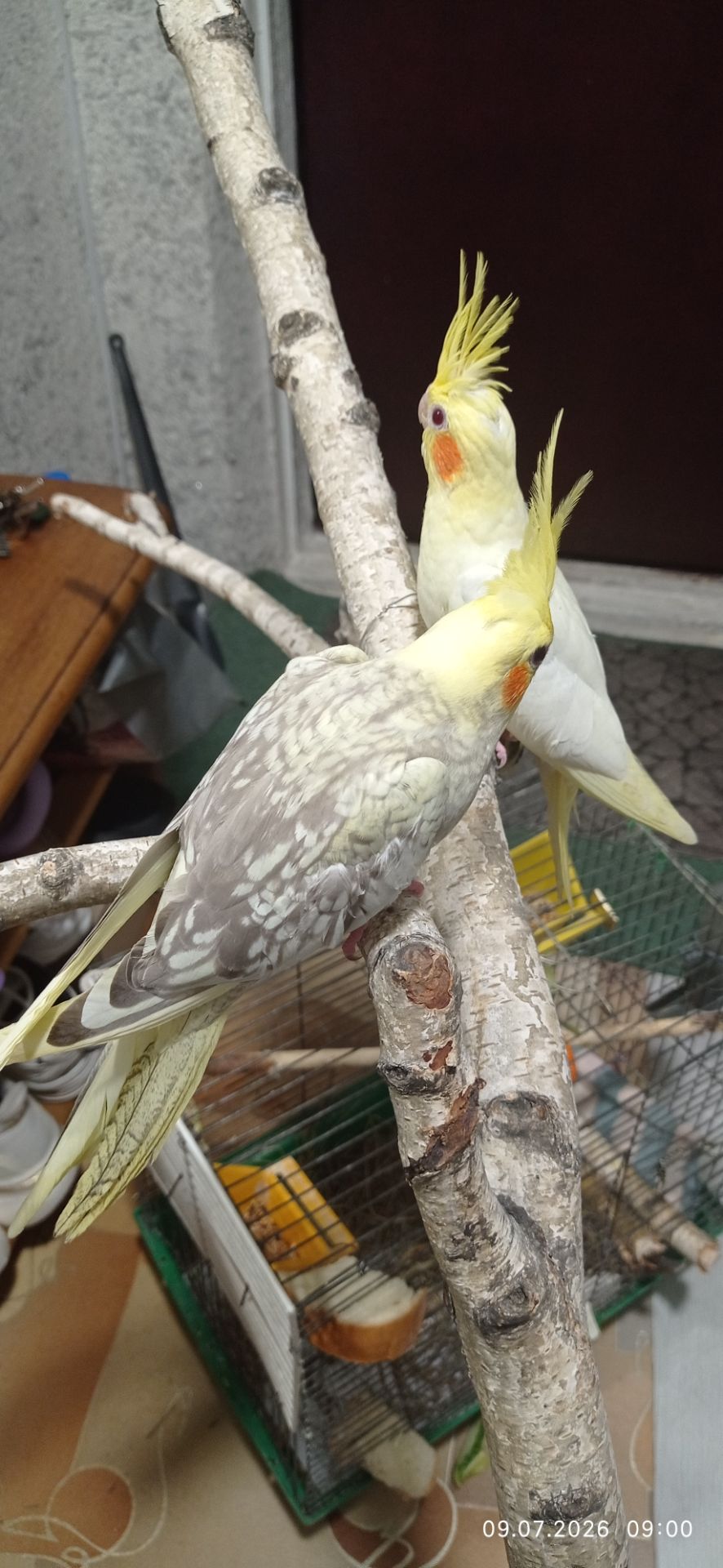 Корела пташеня Петрик