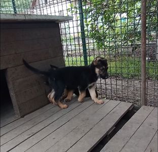 Продам щенков немецкой овчарки
