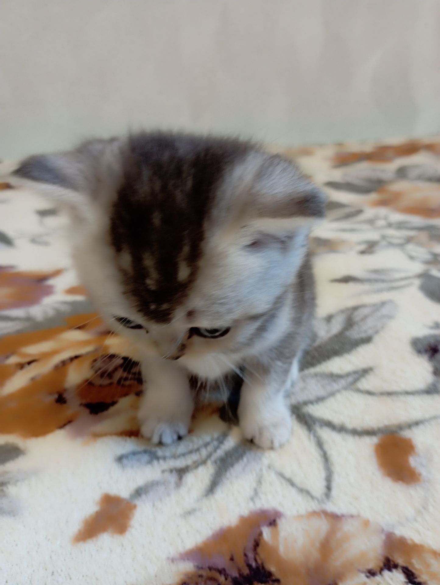 Шотландське кошеня срібляста шиншила
