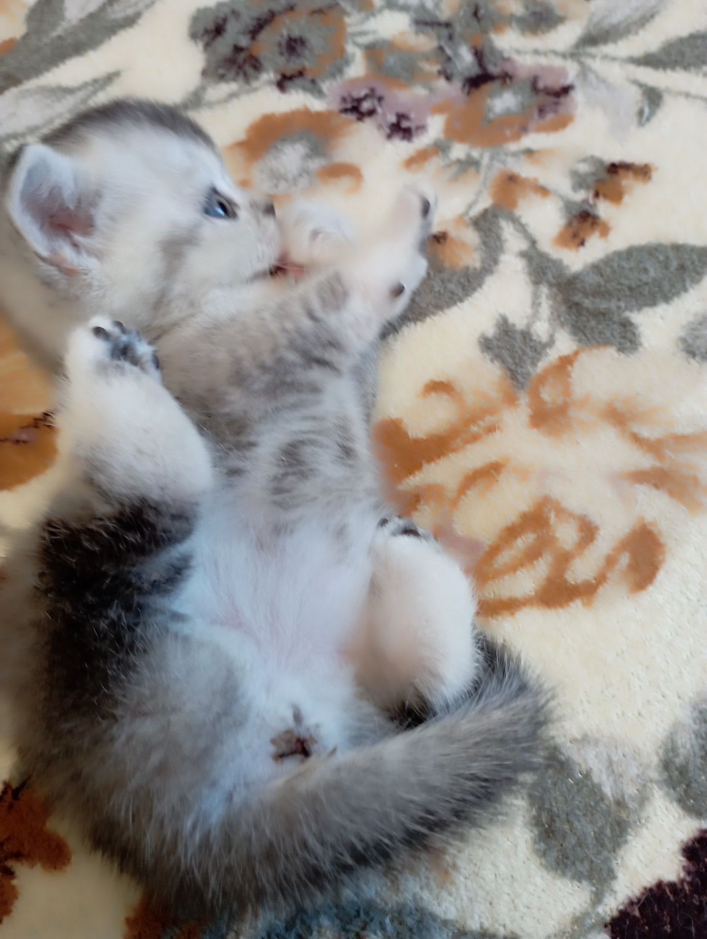 Шотландське кошеня срібляста шиншила
