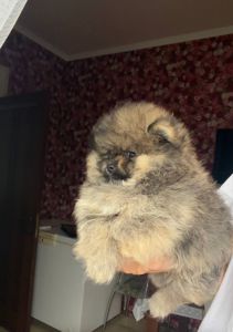 Щенки Померанского шпица мини