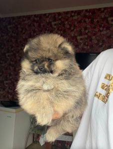 Щенки Померанского шпица мини