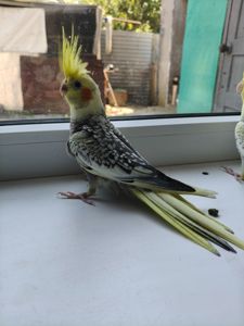 Хлопчики і дівчинка карелли