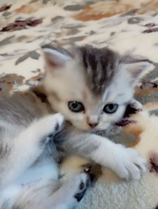 Шотландське кошеня срібляста шиншила