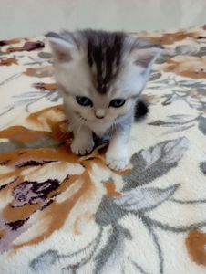 Шотландське кошеня срібляста шиншила