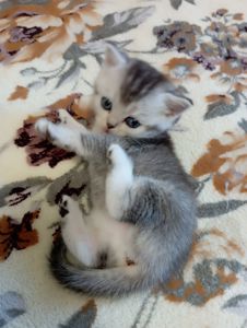 Шотландське кошеня срібляста шиншила