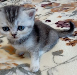 Шотландське кошеня срібляста шиншила
