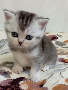 Шотландське кошеня срібляста шиншила