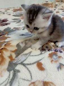 Шотландське кошеня срібляста шиншила