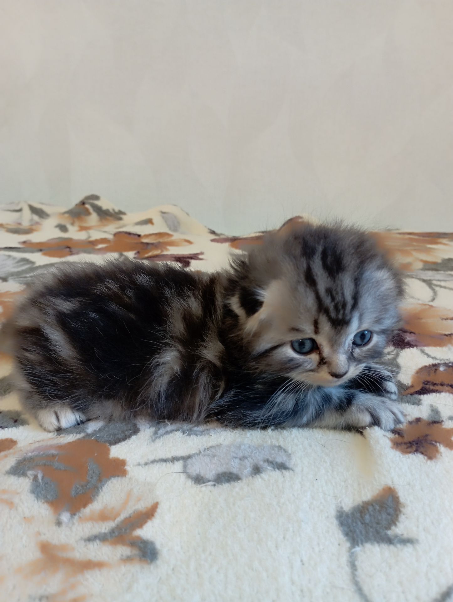 Шотландське кошеня сріблястий мармур.