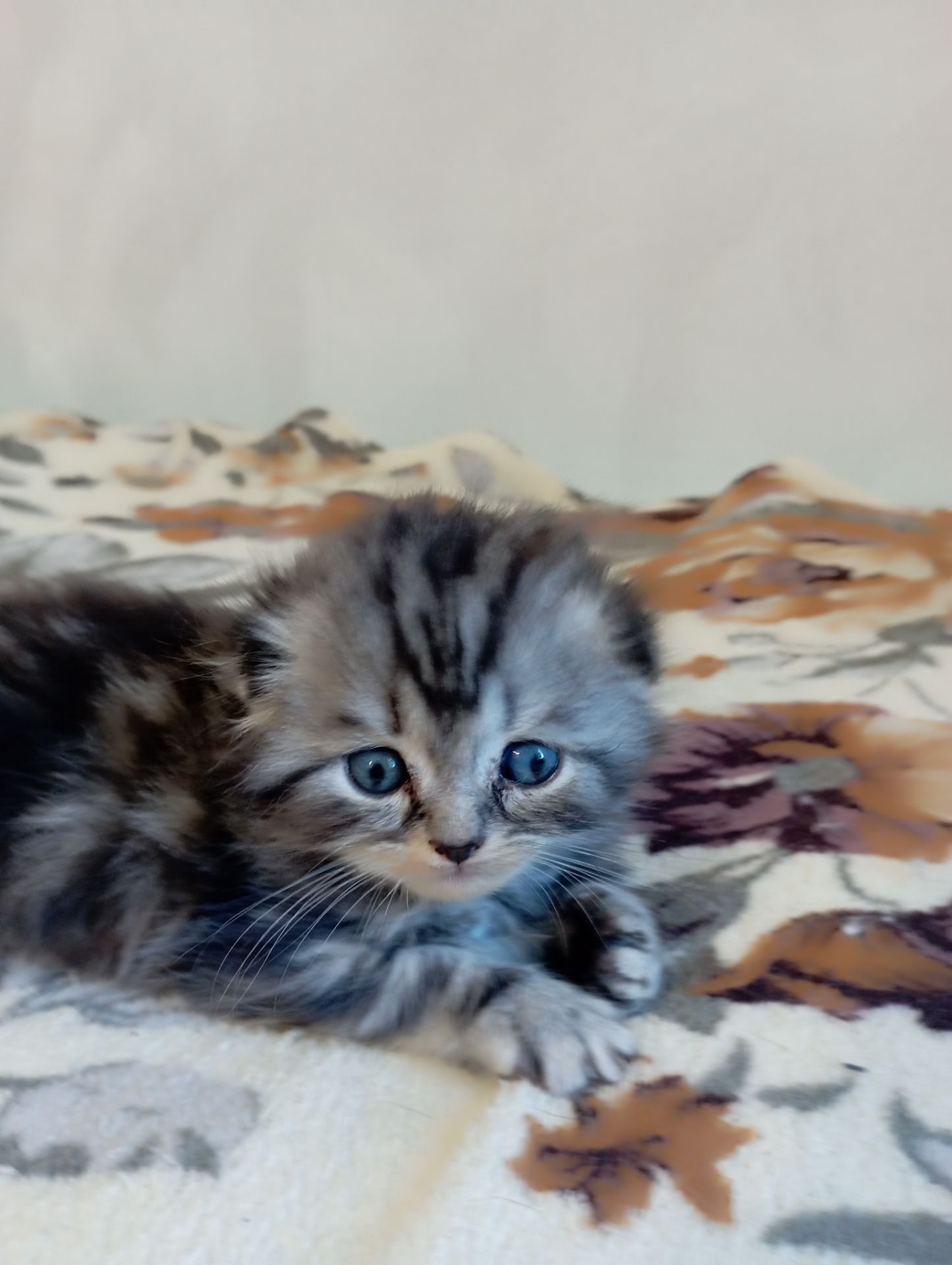 Шотландське кошеня сріблястий мармур.