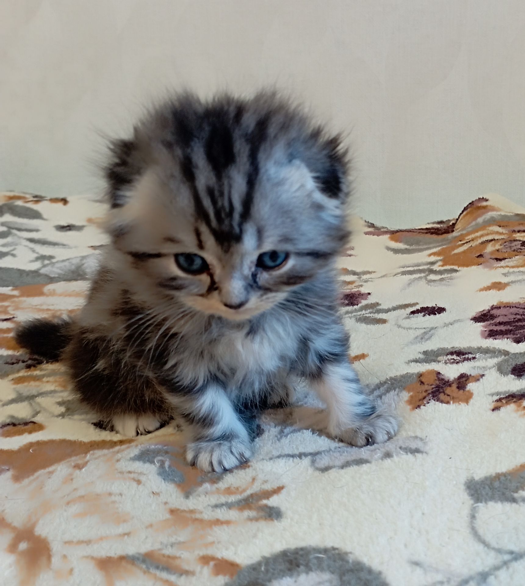 Шотландське кошеня сріблястий мармур.
