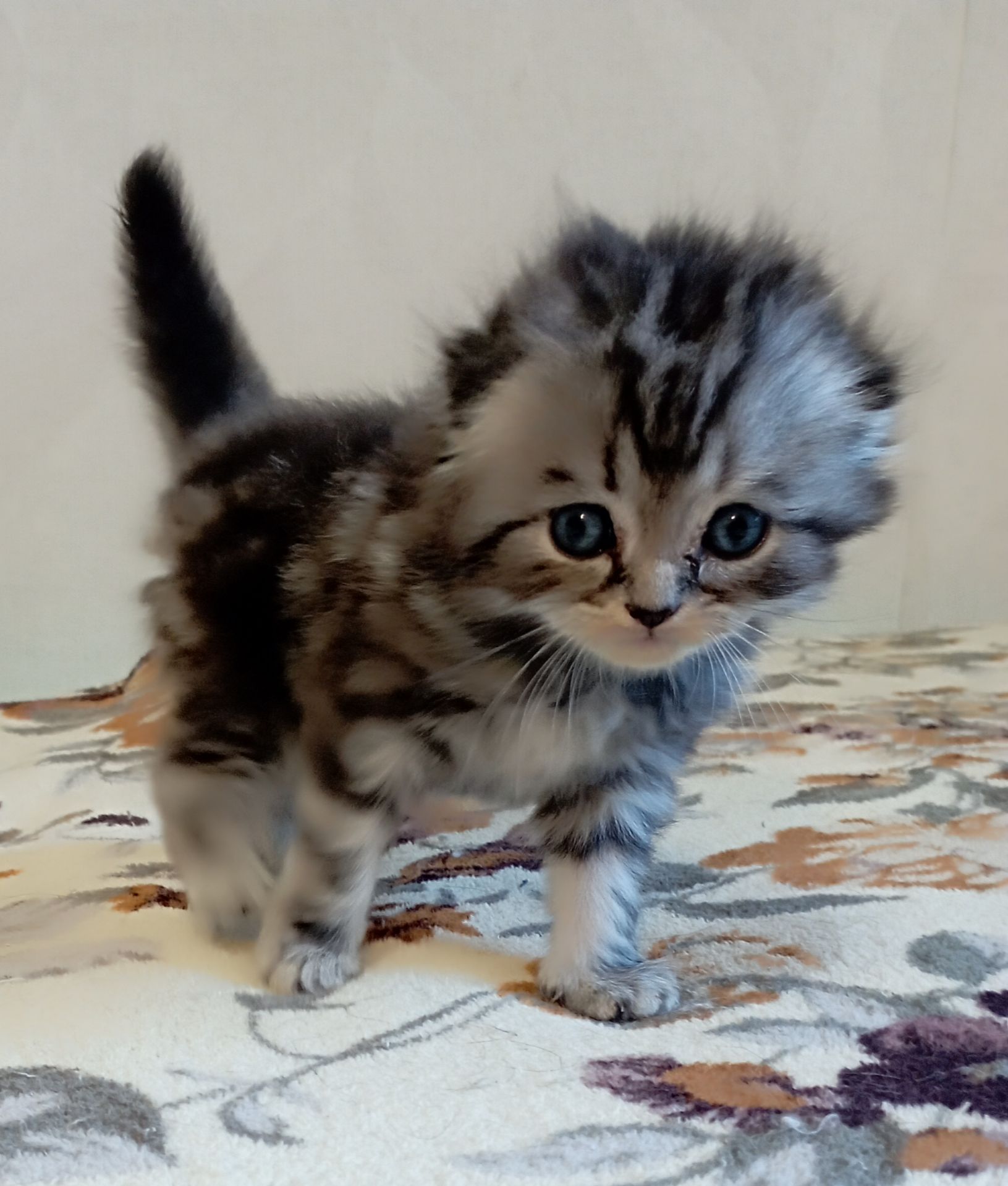 Шотландське кошеня сріблястий мармур.