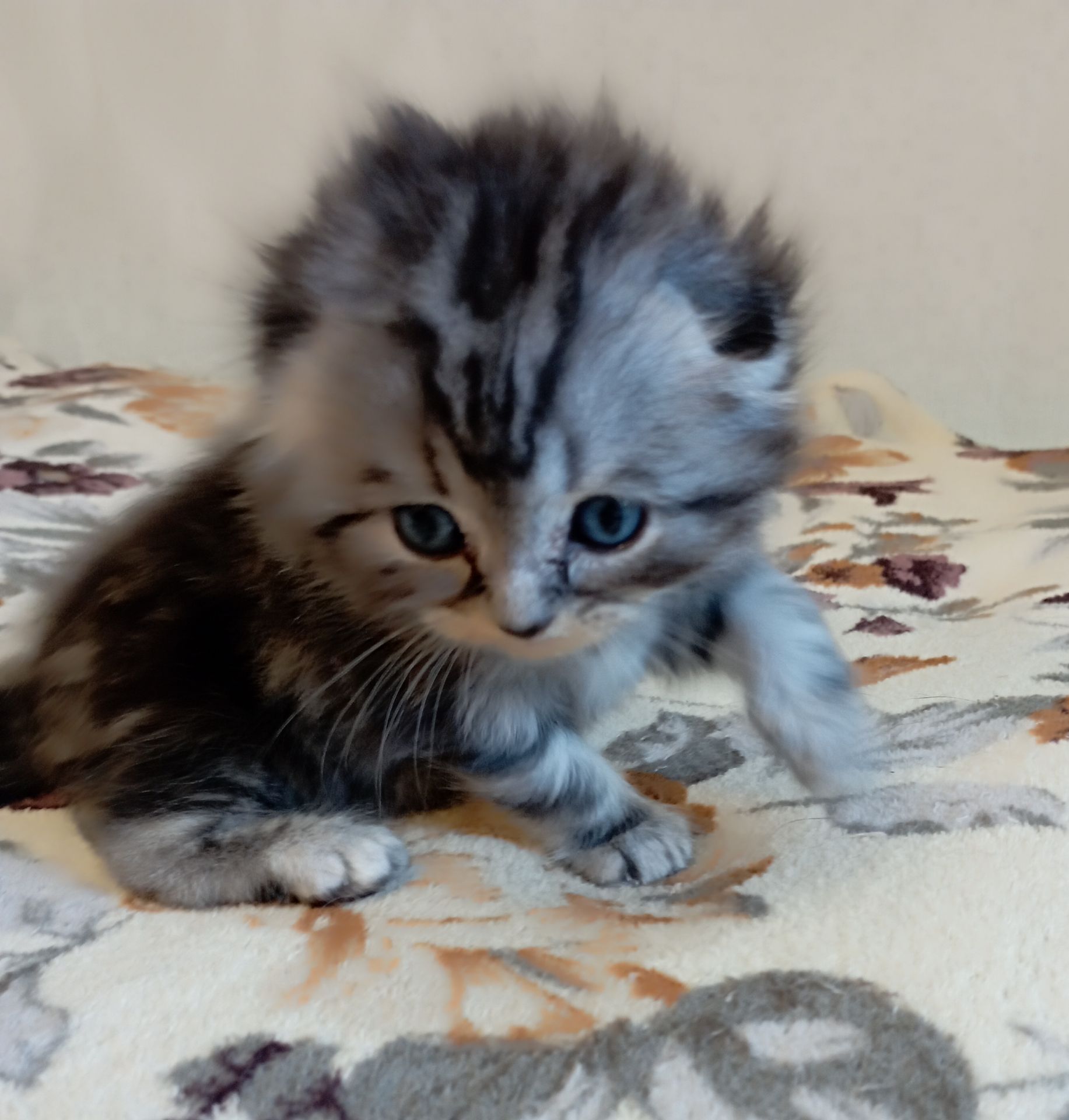 Шотландське кошеня сріблястий мармур.
