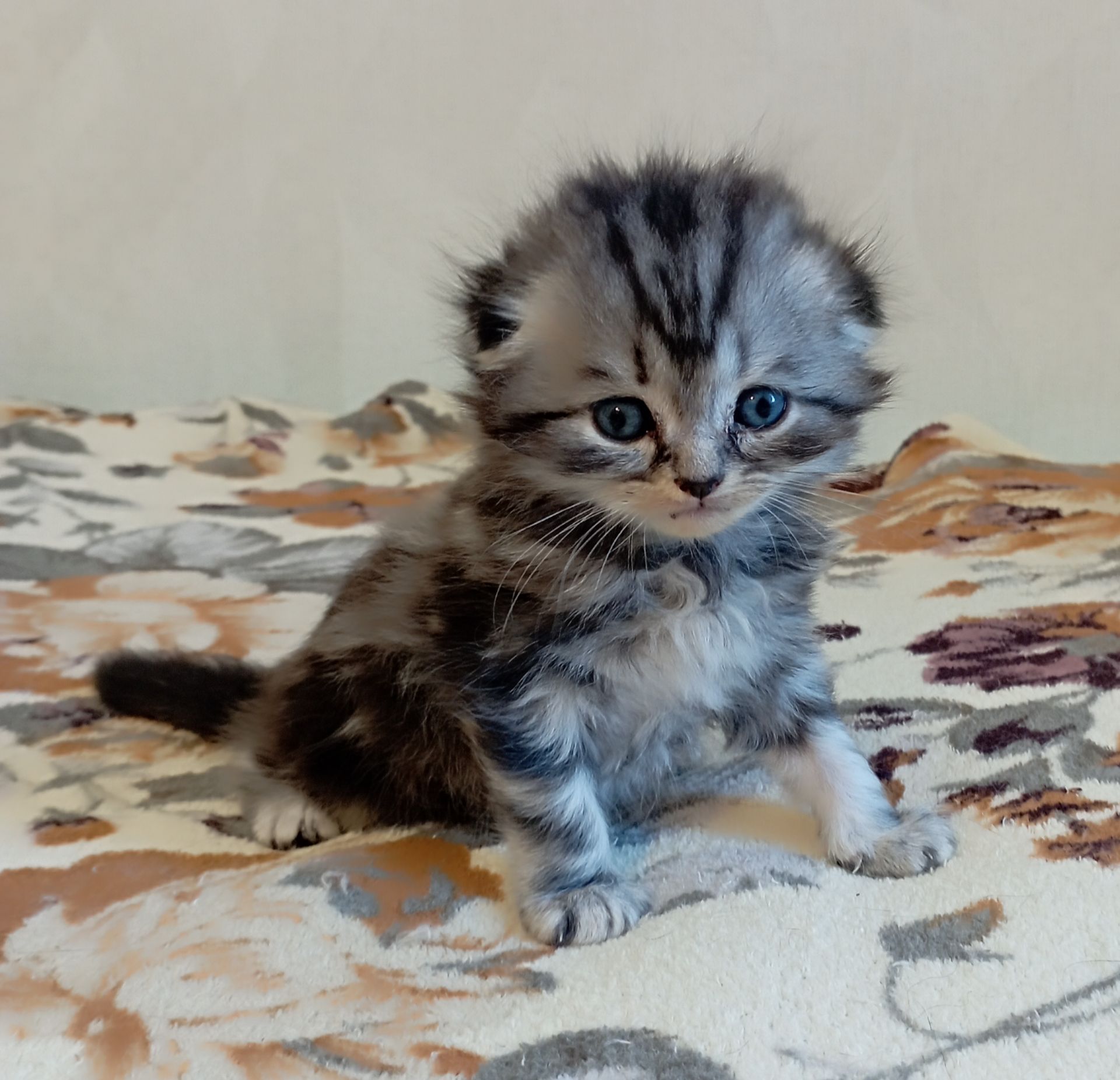 Шотландське кошеня сріблястий мармур.