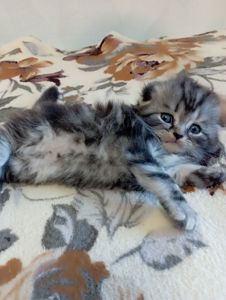 Шотландське кошеня сріблястий мармур.